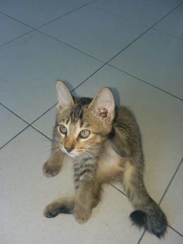 Marky - Turkish Angora + Domestic Short Hair Cat