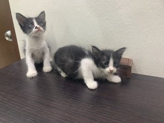 Caramel, Moocow &amp; Molecow - Domestic Short Hair Cat