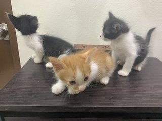 Caramel, Moocow &amp; Molecow - Domestic Short Hair Cat