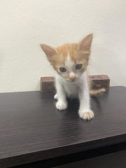 Caramel, Moocow &amp; Molecow - Domestic Short Hair Cat