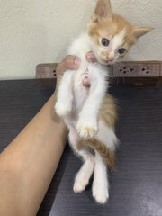 Caramel, Moocow &amp; Molecow - Domestic Short Hair Cat