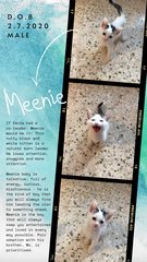 Meenie &amp; Mo - Domestic Short Hair Cat