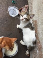 Mummy And Minions - Domestic Short Hair Cat