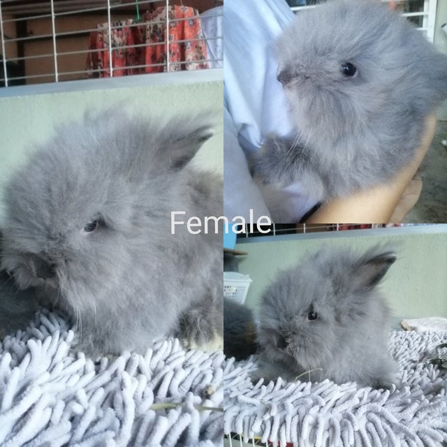 PF100859 - Angora Rabbit Rabbit