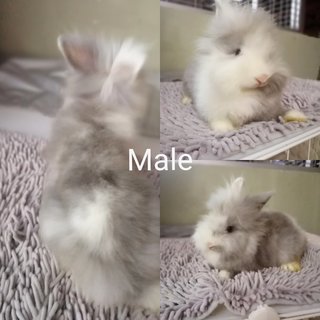 PF100859 - Angora Rabbit Rabbit