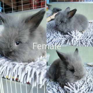 PF100859 - Angora Rabbit Rabbit