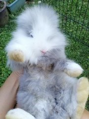 PF100859 - Angora Rabbit Rabbit