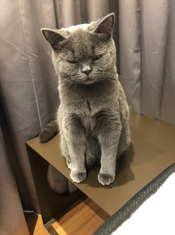 Gigi - British Shorthair Cat