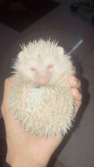 Milo Male Hedgehog - Hedgehog Small & Furry