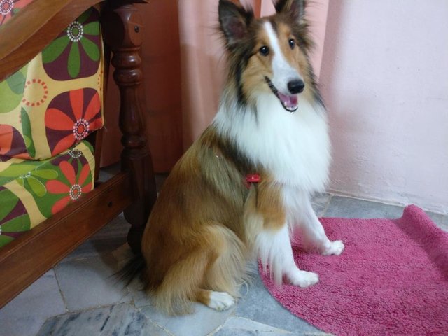 PF100874 - Shetland Sheepdog Sheltie Dog