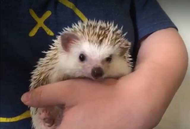 Jimmy - Hedgehog Small & Furry