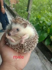 Jimmy - Hedgehog Small & Furry