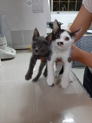 Bugsy And Mossy - Domestic Short Hair + Domestic Medium Hair Cat