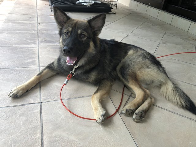 Alzy - German Shepherd Dog Mix Dog