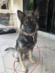 Alzy - German Shepherd Dog Mix Dog