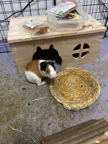 Peanut - Guinea Pig Small & Furry