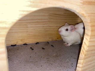 Poopybutt - Guinea Pig Small & Furry