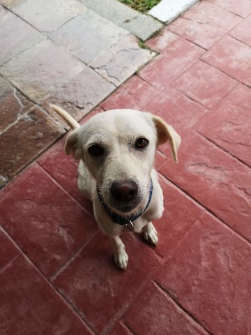 White Girl - Mixed Breed Dog