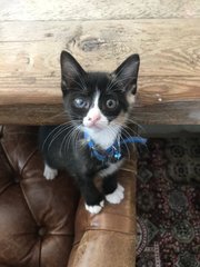 Maki - Domestic Short Hair + Calico Cat