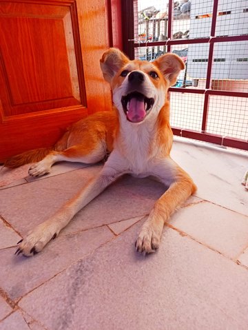 Yoyo - Mixed Breed Dog