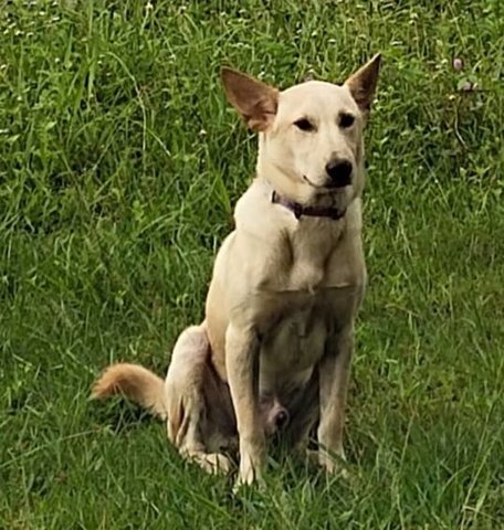 Ryan - Labrador Retriever + German Shepherd Dog Dog