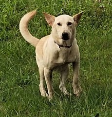 Ryan - Labrador Retriever + German Shepherd Dog Dog