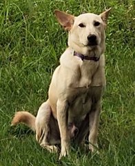 Ryan - Labrador Retriever + German Shepherd Dog Dog