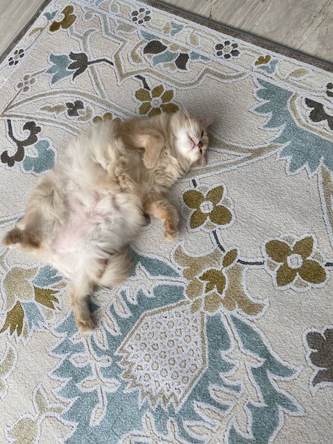 Pheobe - Domestic Medium Hair + Maine Coon Cat