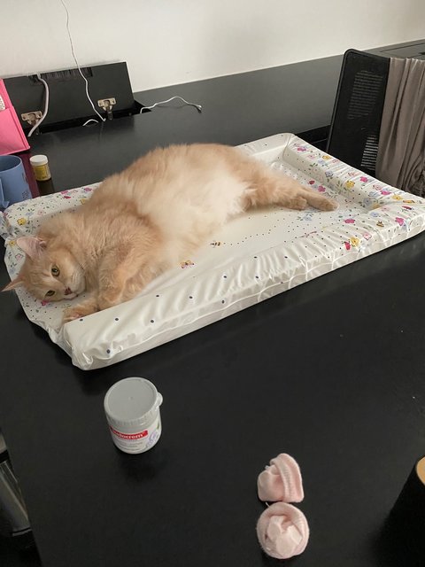 Pheobe - Domestic Medium Hair + Maine Coon Cat
