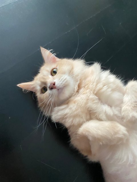 Pheobe - Domestic Medium Hair + Maine Coon Cat