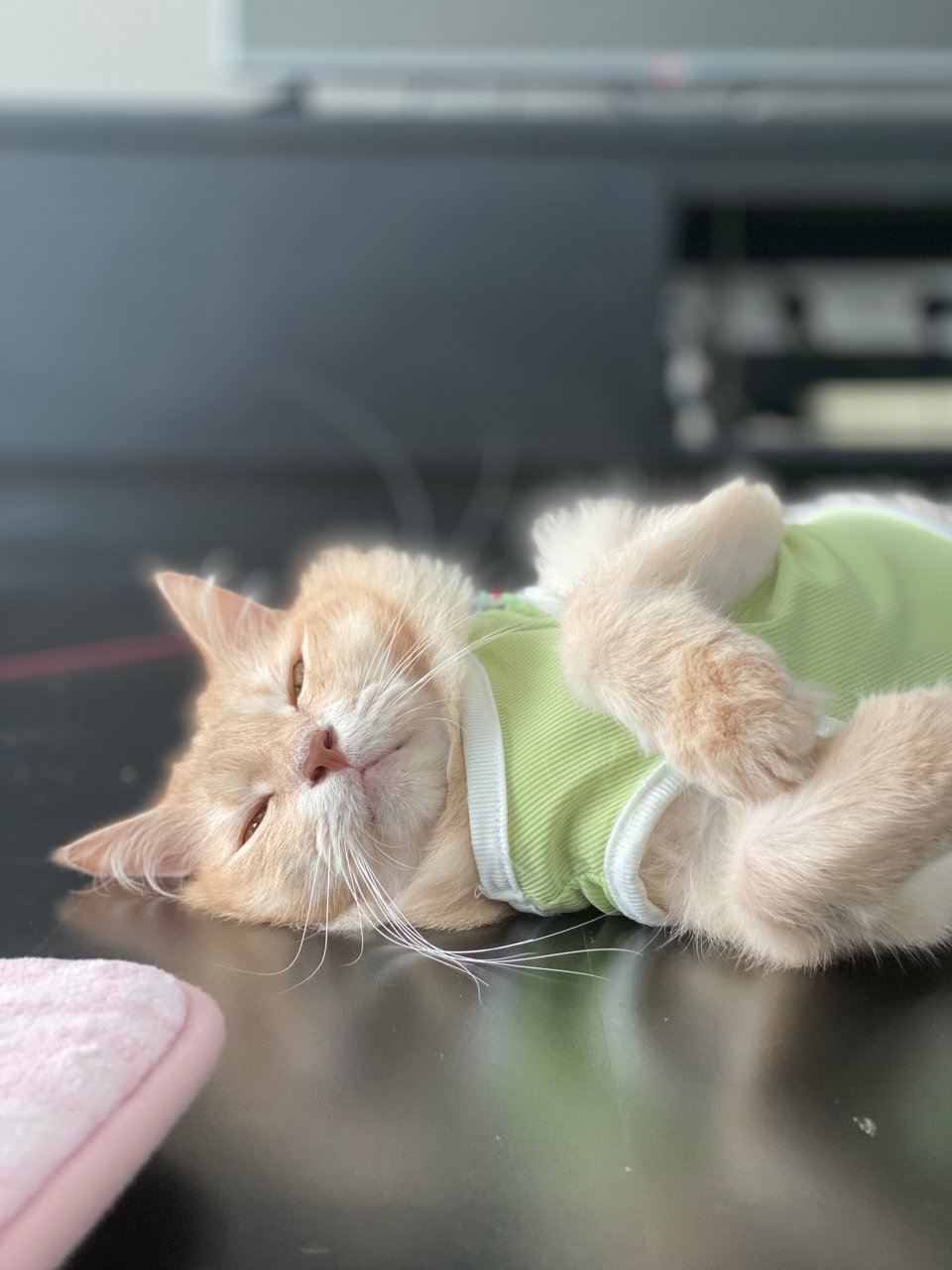 Pheobe - Domestic Medium Hair + Maine Coon Cat