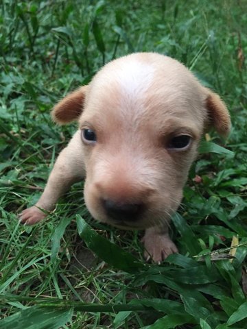 4 Puppies  - Mixed Breed Dog