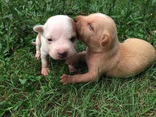 4 Puppies  - Mixed Breed Dog