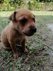 4 Puppies  - Mixed Breed Dog