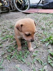 4 Puppies  - Mixed Breed Dog