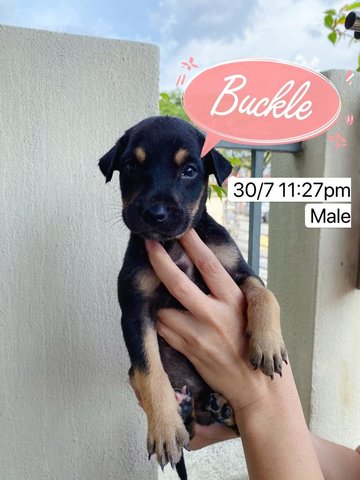 Buckle - Australian Kelpie Dog