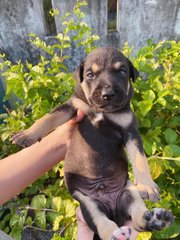 Buckle - Australian Kelpie Dog