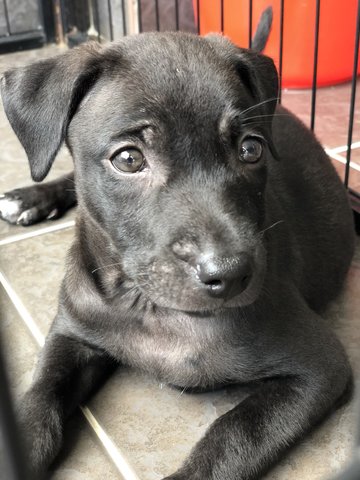 Cheetah  - Patterdale Terrier (Fell Terrier) Dog