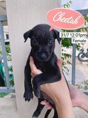 Cheetah  - Patterdale Terrier (Fell Terrier) Dog
