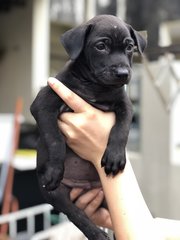 Cheetah  - Patterdale Terrier (Fell Terrier) Dog
