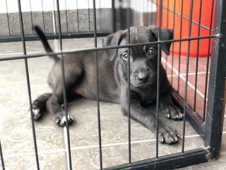Cheetah  - Patterdale Terrier (Fell Terrier) Dog