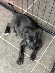 Cheetah  - Patterdale Terrier (Fell Terrier) Dog