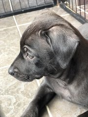 Cheetah  - Patterdale Terrier (Fell Terrier) Dog