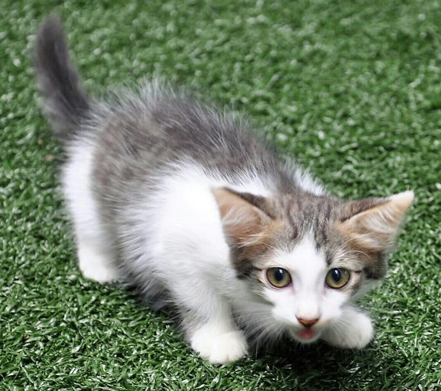 Shiitake - Domestic Medium Hair Cat