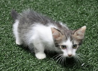 Shiitake - Domestic Medium Hair Cat