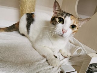 Little Miss Talkative - Domestic Short Hair Cat