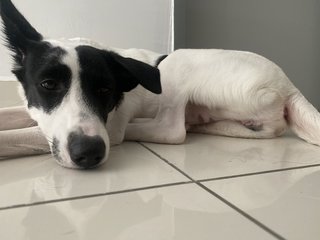 Baby - Dalmatian Mix Dog