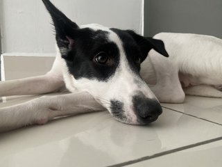 Baby - Dalmatian Mix Dog