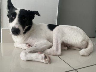 Baby - Dalmatian Mix Dog