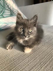 Greta (Now Rio) - Domestic Medium Hair + Dilute Tortoiseshell Cat